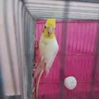 عروس هلندی نر بالغ|پرنده|گرگان, |دیوار