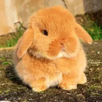 خرگوش ترکیش