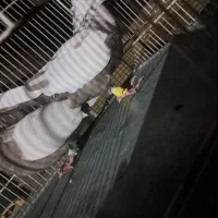 کفتر جفت