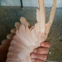 کبوتر شهری زرد نر