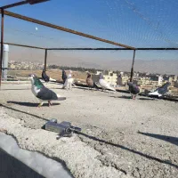 کبوتر هوایی