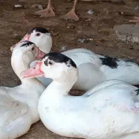 اردک خارجی/اسرائیلی