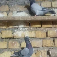 کفتر