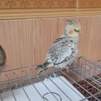 فروش یک جفت عروس هلندی