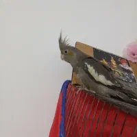 یک عدد عروس نر|پرنده|پیشوا, |دیوار