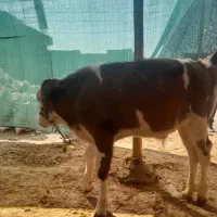 گوساله نر اصل سیمینتال|حیوانات مزرعه|مسجد سلیمان, |دیوار