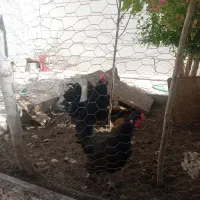 خروس