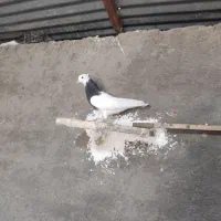 طوق سیاه واکسی نر|پرنده|خوسف, |دیوار