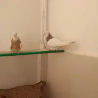 یک جفت طوقی نروماده