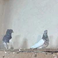 کفتر کله الماسی|پرنده|تهران, هفده شهریور|دیوار