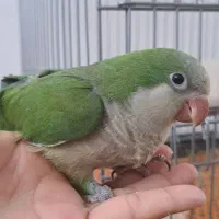 راهب سبز فول رام دستی