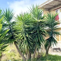 یوکا بلند ۳.۵ متر