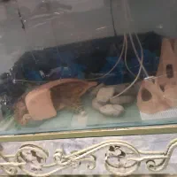 آکواریوم