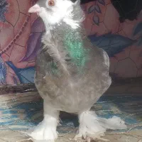 کفتر پشت طاوسی