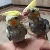 جوجه عروس