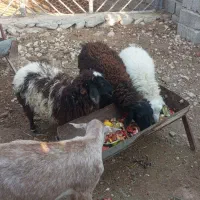 بزو کهر بره