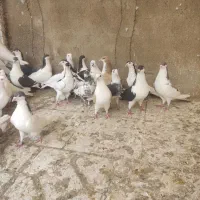 کبوتر|پرنده|سراب, |دیوار