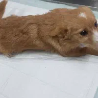 توله اشپیتز پامر نر|سگ|آفتاب, |دیوار