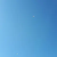کبوتر کاشانی|پرنده|اصفهان, دستگرده|دیوار