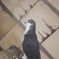 کبوتر ساده|پرنده|نگین شهر, |دیوار