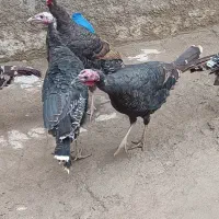 بوقلمون محلی سیاه|حیوانات مزرعه|هرسین, |دیوار