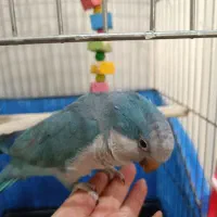 طوطی راهب سخنگو|پرنده|ملارد, |دیوار