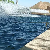 ماهی قزل آلا