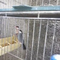 ۱۷ عدد فنچ نرگسی|پرنده|تهران, شیخ هادی|دیوار