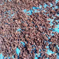 کشمش مویز،بیدانه،یاقوتی