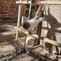 کبوتر طوقی|پرنده|باغ بهادران, |دیوار
