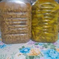 ترشی بیلهر