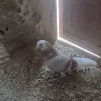 گمشده ۲تا ی نر ی ماده