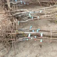 نهال و نهالستان شناسه دار گیلاسی|خدمات باغبانی و درختکاری|چناران, |دیوار