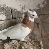 کبوتر طوقی|پرنده|شیراز, داریون|دیوار