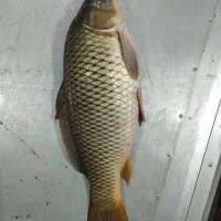 ماهی تازه دریایی|خوردنی و آشامیدنی|تهران, میرداماد|دیوار