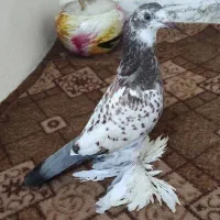 کبوتر