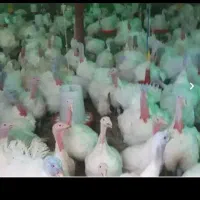 بوقلمون گوشتی