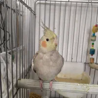 عروس هلندی ماده|پرنده|بروجرد, |دیوار