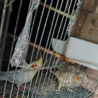 نر ماده فقط 1200بشرت|پرنده|اسلامشهر, شهرک امام حسین (میان آباد)|دیوار