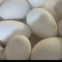 تخم‌‌غاز‌وتخم‌مرغ‌محلی