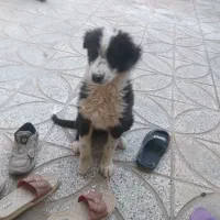 سگ پا کوتاه