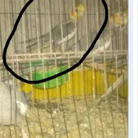 یه جفت عروس هلندی معاوضه با کفتر هم دارم