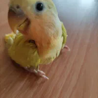 جوجه کوتوله سرلاکی سبز کله نارنجی