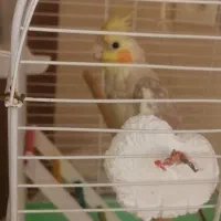 عروس نر 5 ، 6 ماهه باهوش