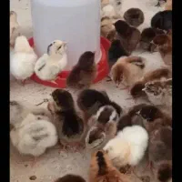 جوجه مرغ و خروس محلی رسمی گلپایگان