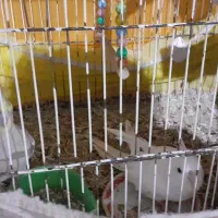 ۲عدد عروس هلندی|پرنده|تربت جام, جامرود|دیوار