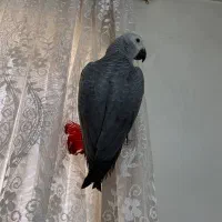 جوجه کاسکو دونخور|پرنده|شهریار, شهریار|دیوار