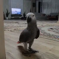 طوطی کاسکو