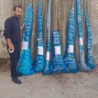 نهالستان طلا سبز حسینیان|خدمات باغبانی و درختکاری|میاندوآب, |دیوار