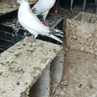 کبوتر بنتیس چغادک